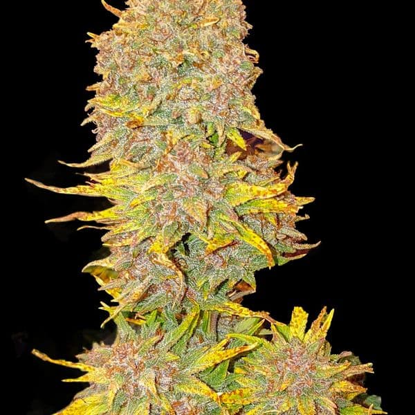 Med. Cannabis
