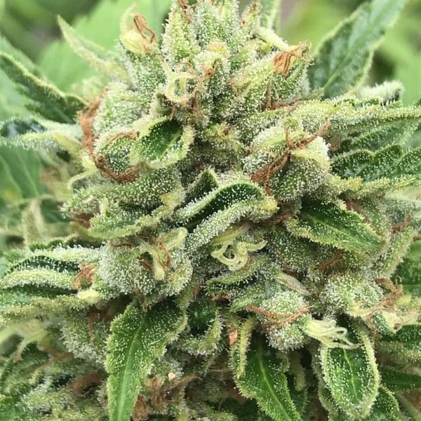 Med. Cannabis