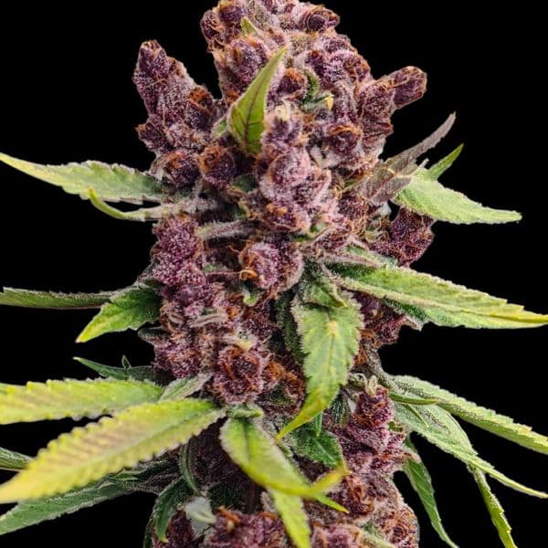 Med. Cannabis