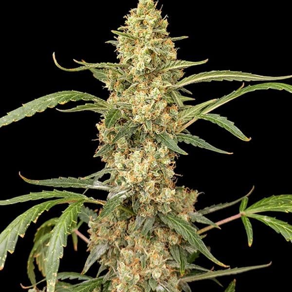 Med. Cannabis