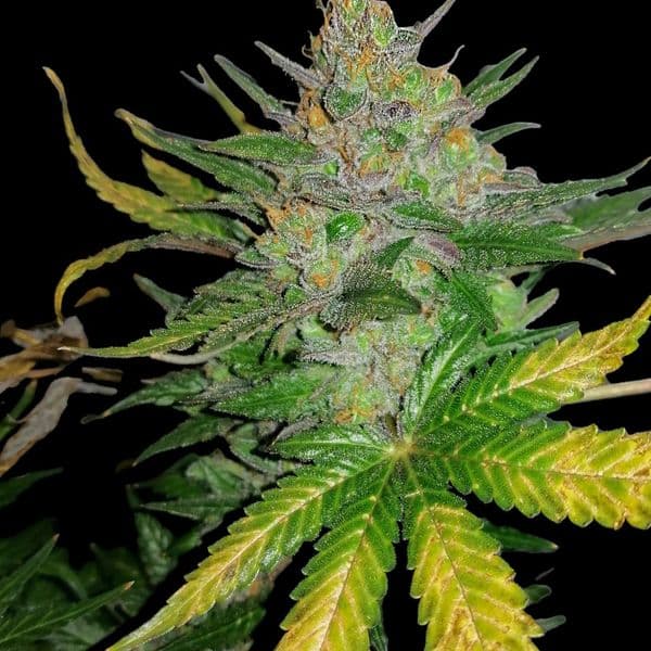 Med. Cannabis