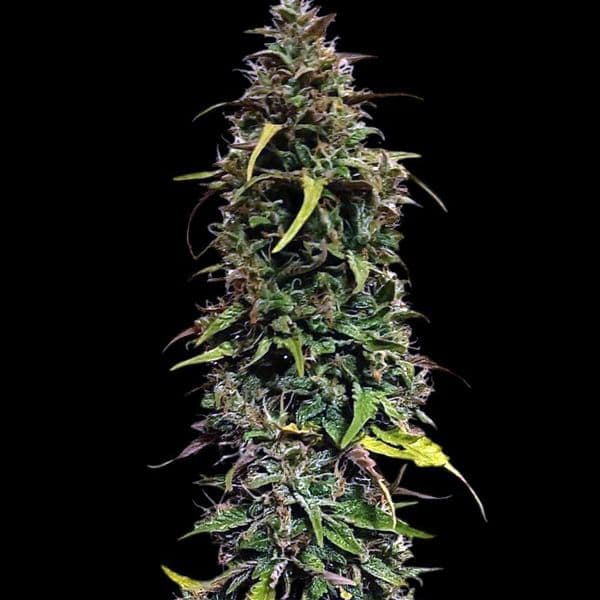 Med. Cannabis