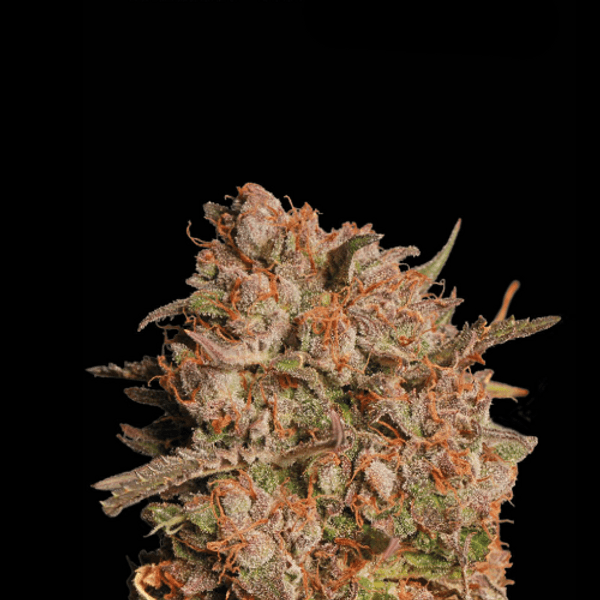 Apollo Black Cherry Auto