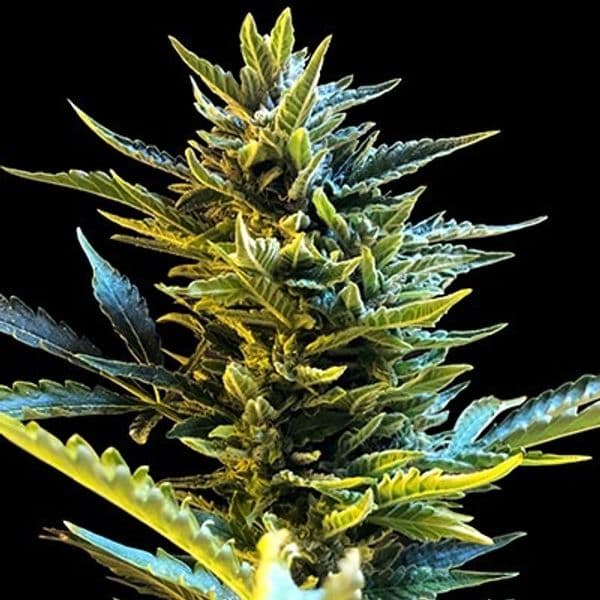 Med. Cannabis