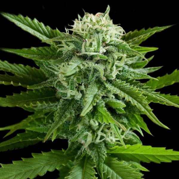 Auto Pineapple Express