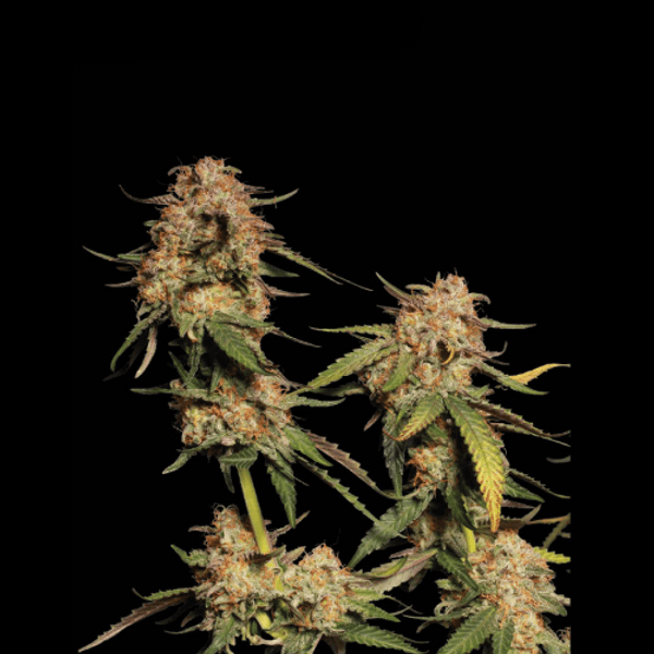 Blue Moby Fem