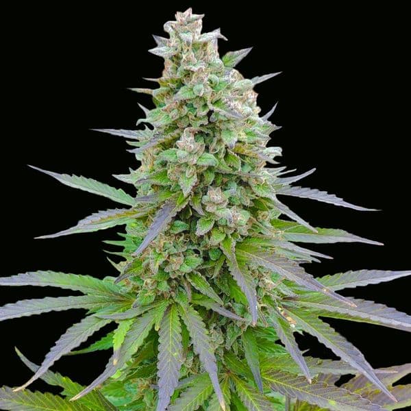 Blueberry Gum