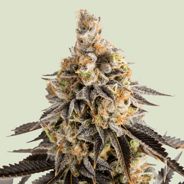 Jetzt ansehen Cookies Gelato Auto