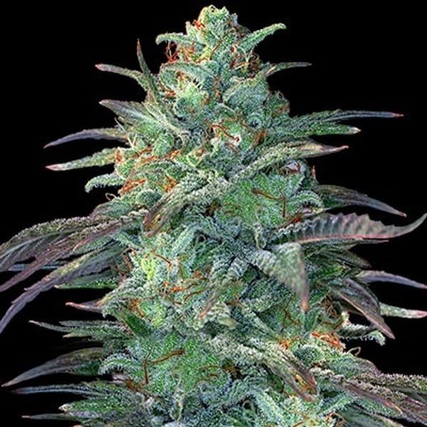 Eggnog OG