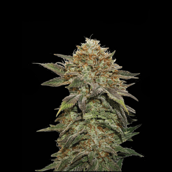 Fruit Cake Fem