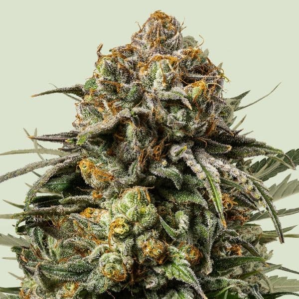Jetzt ansehen Gelato 44