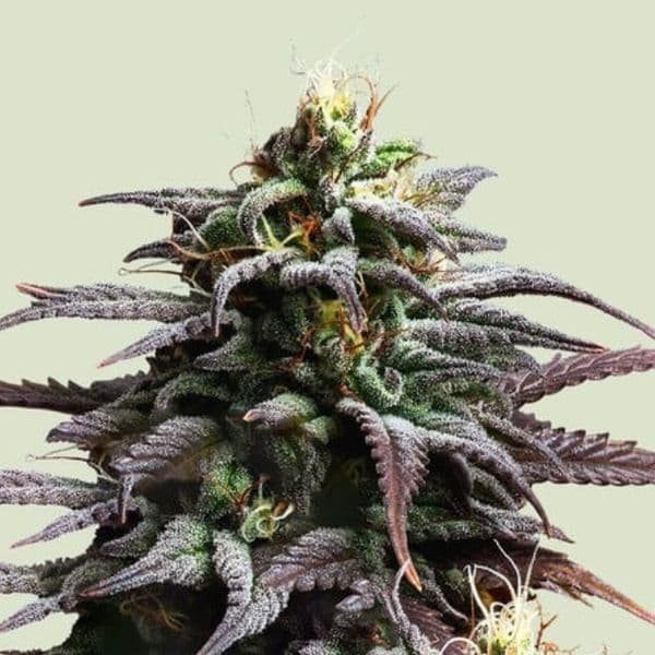 Jetzt ansehen Granddaddy Purple Auto