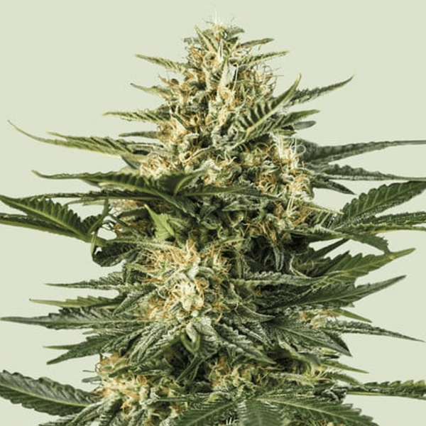 Jetzt ansehen Green Gelato Auto