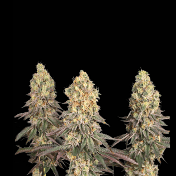 Mack and Crack Fem