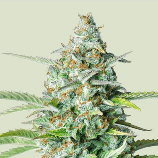 Jetzt ansehen Northern Light Auto