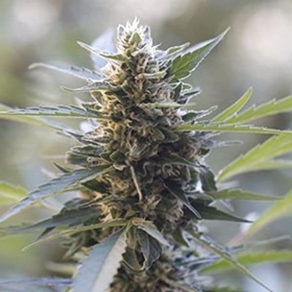 Northern Lights - Skunk