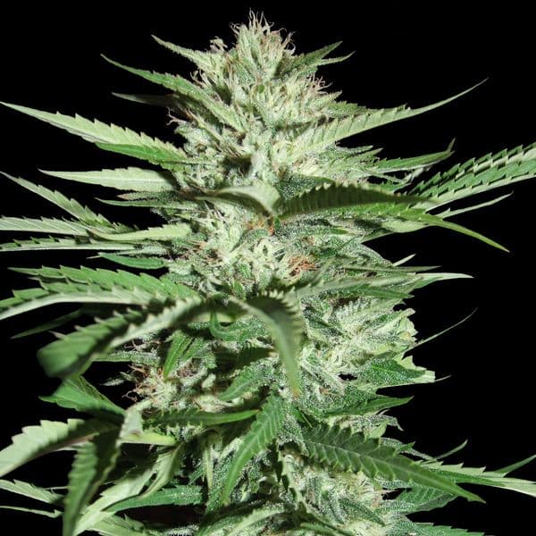 Cannabis der Sorte Pineapple Express