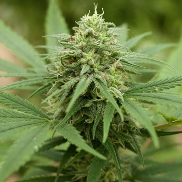 Pineapple Express 2