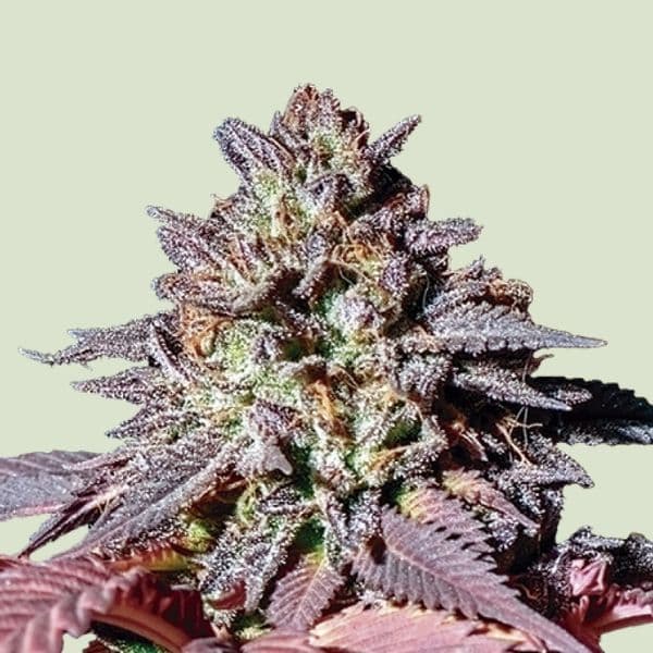 Jetzt ansehen Purple Queen