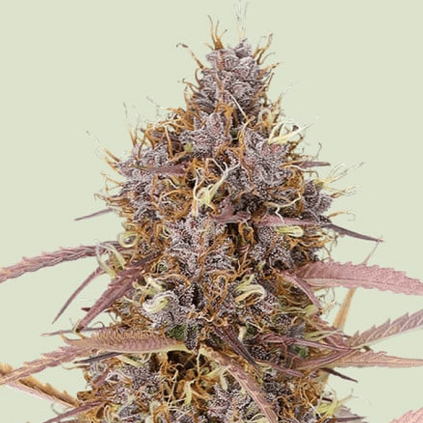 Jetzt ansehen Purple Queen Auto