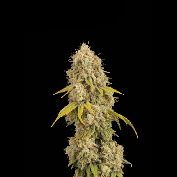 Santa Marta Haze Fem