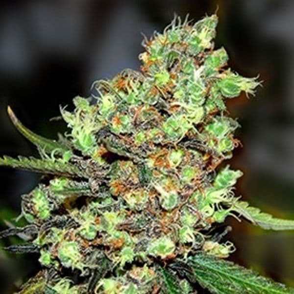 Cannabis der Sorte Skunk #1