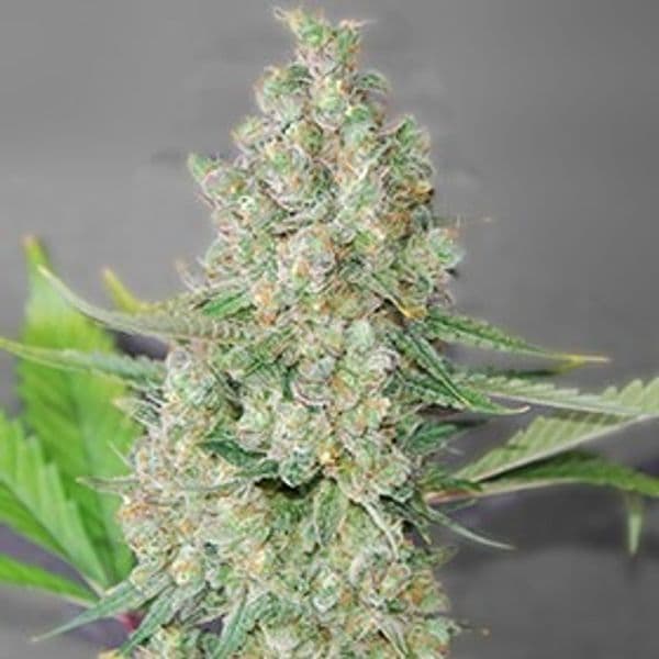 Super Skunk