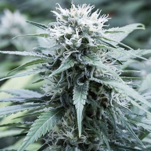 Sweet Amnesia