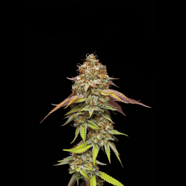 Terp & Tonic Fem
