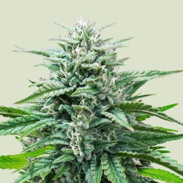 Jetzt ansehen Trainwreck Auto