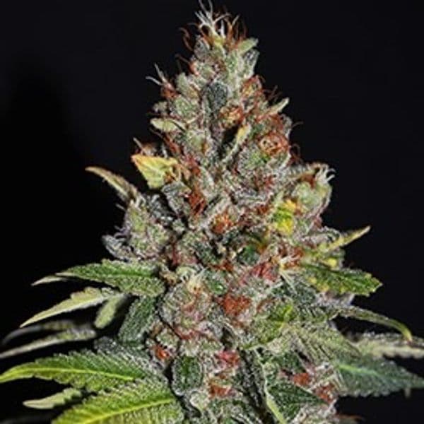 Cannabis der Sorte Tropical Punch