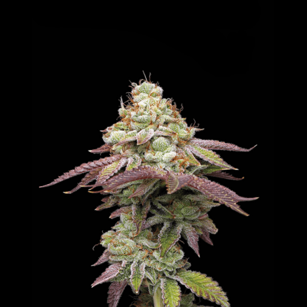 Tropical Zmoothie Fem