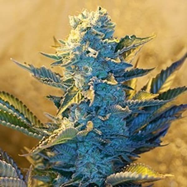 Jetzt ansehen White Widow OG