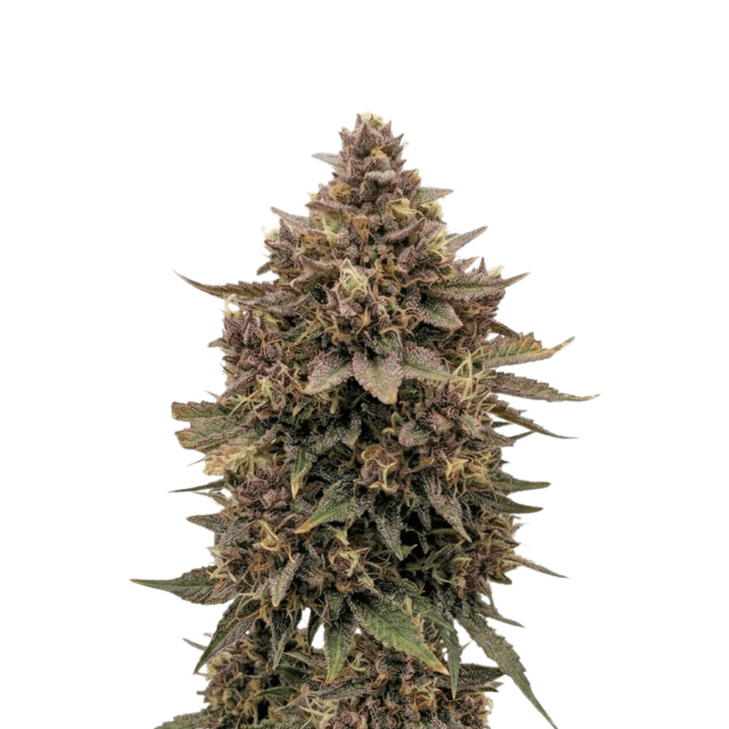 Cannabis der Sorte A&B x Harley Tsu