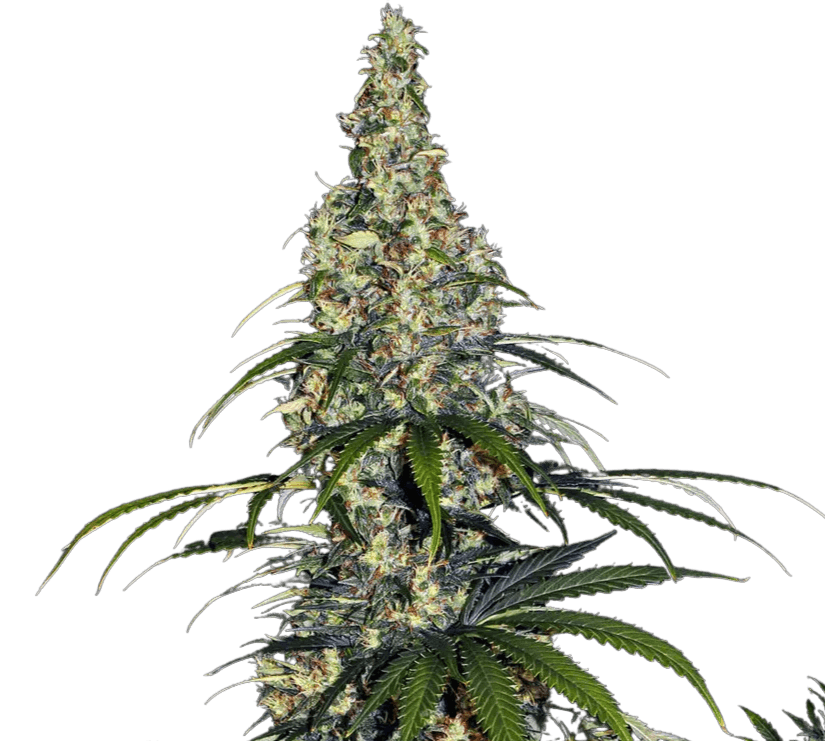 Cannabis der Sorte Amnesia Haze Auto