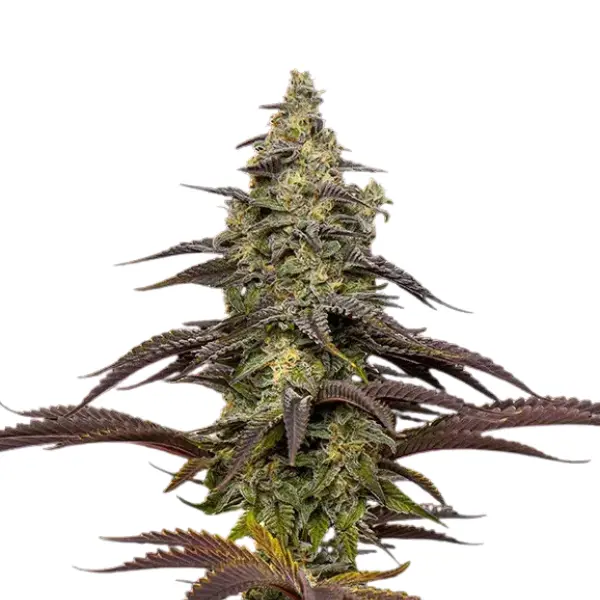 Cannabis der Sorte Animal Crackers