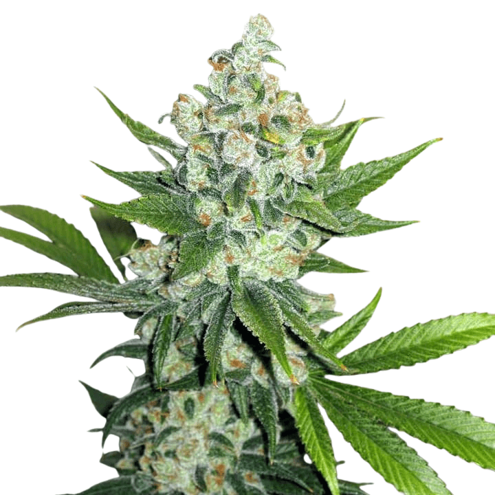 Cannabis der Sorte Appalachia