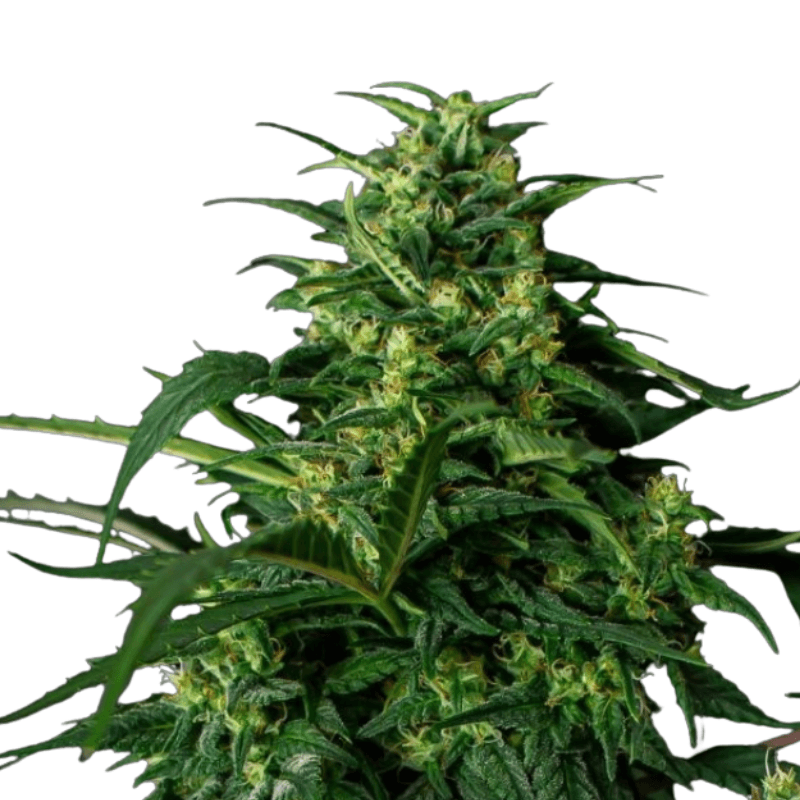 Cannabis der Sorte Apple Betty (Classic Line)