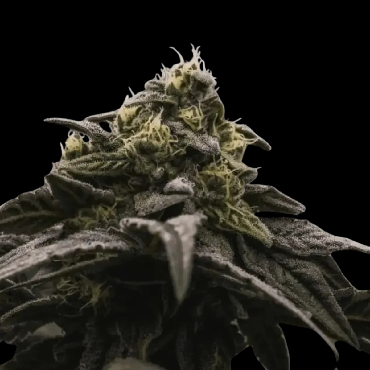 Med. Cannabis