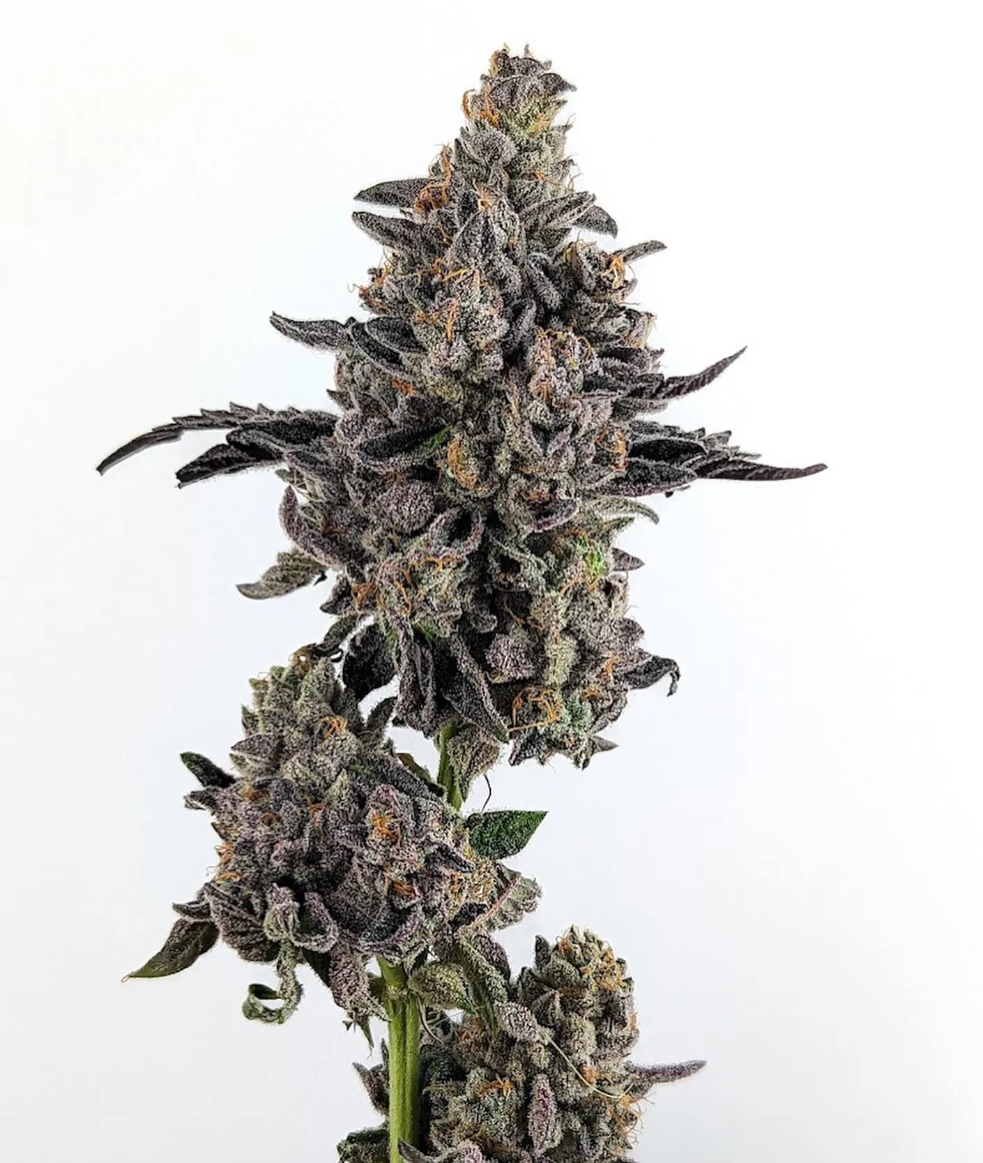 Med. Cannabis