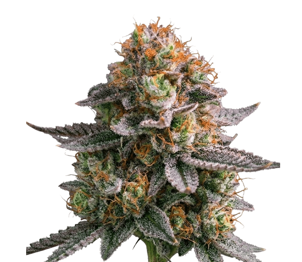 Cannabis der Sorte Apricot Oreoz