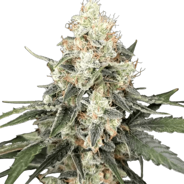 Cannabis der Sorte Auto Afghan