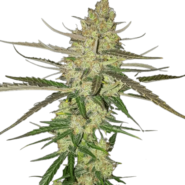 Cannabis der Sorte Auto Blue Dream