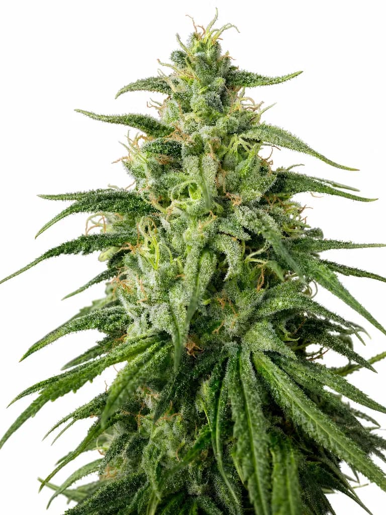 Cannabis der Sorte Bafokeng Choice