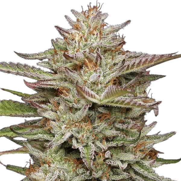 Cannabis der Sorte Banana OG