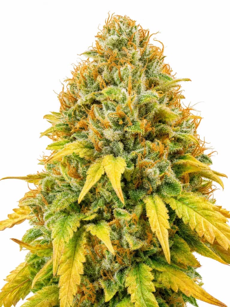 Med. Cannabis