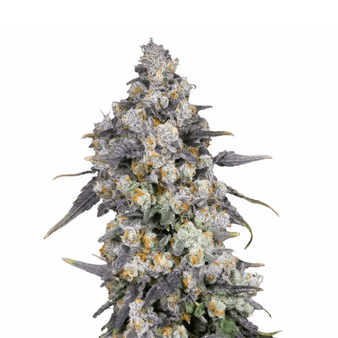 Med. Cannabis