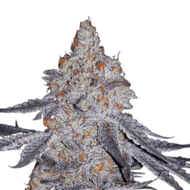 Med. Cannabis