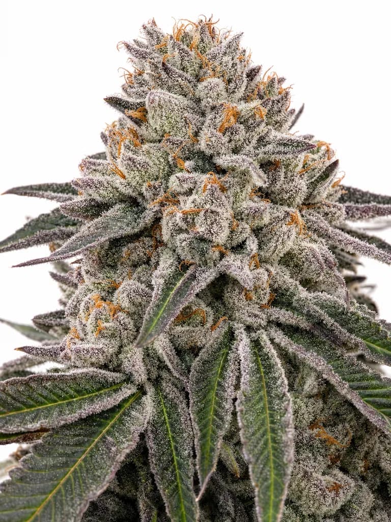 Med. Cannabis