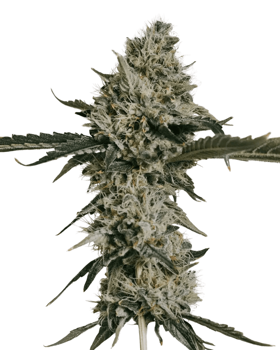 Med. Cannabis